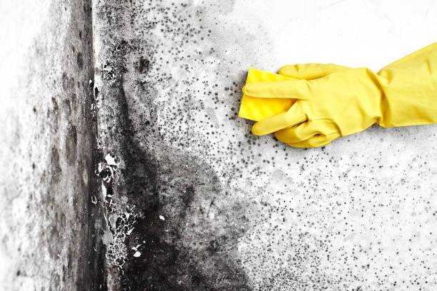 Best Mold Odor Removal Services  in Estill Springs, TN