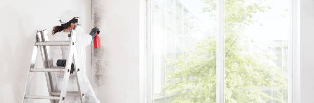 Best Basement Mold Removal  in Estill Springs, TN